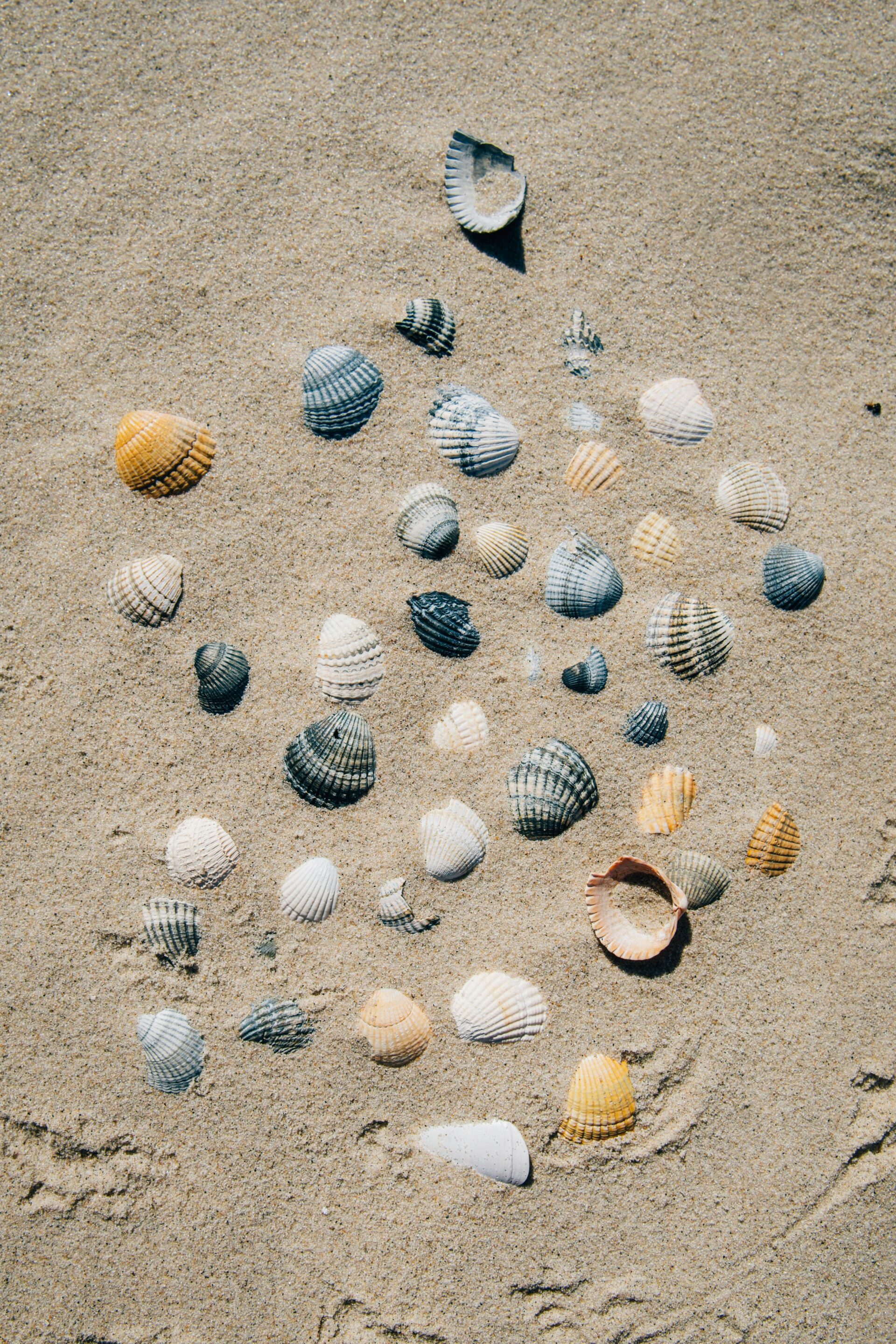 coquillages