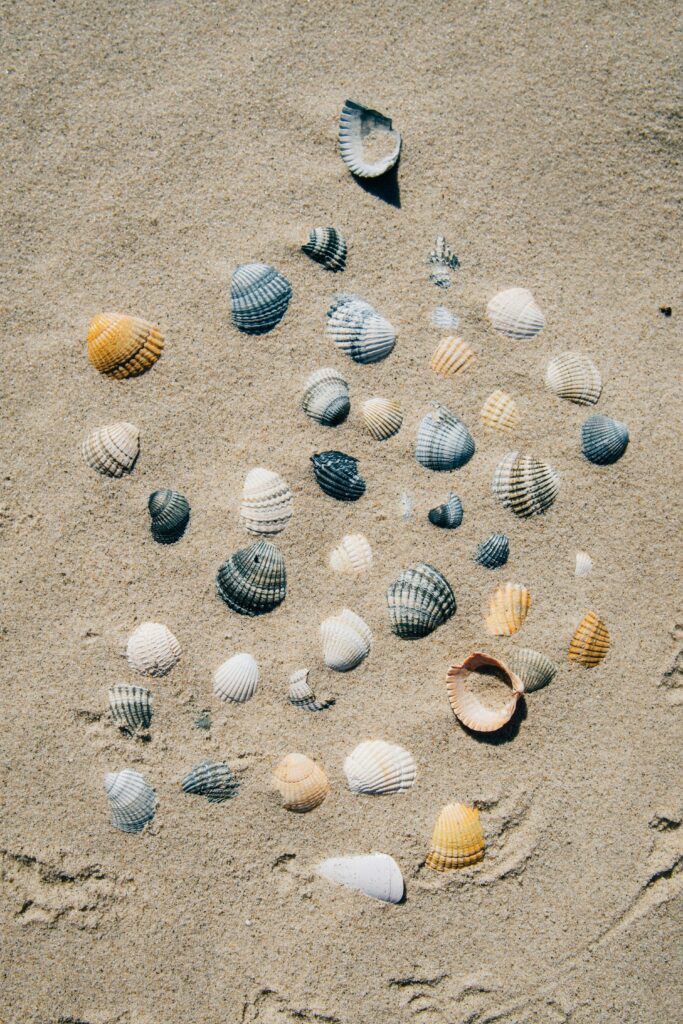 coquillages