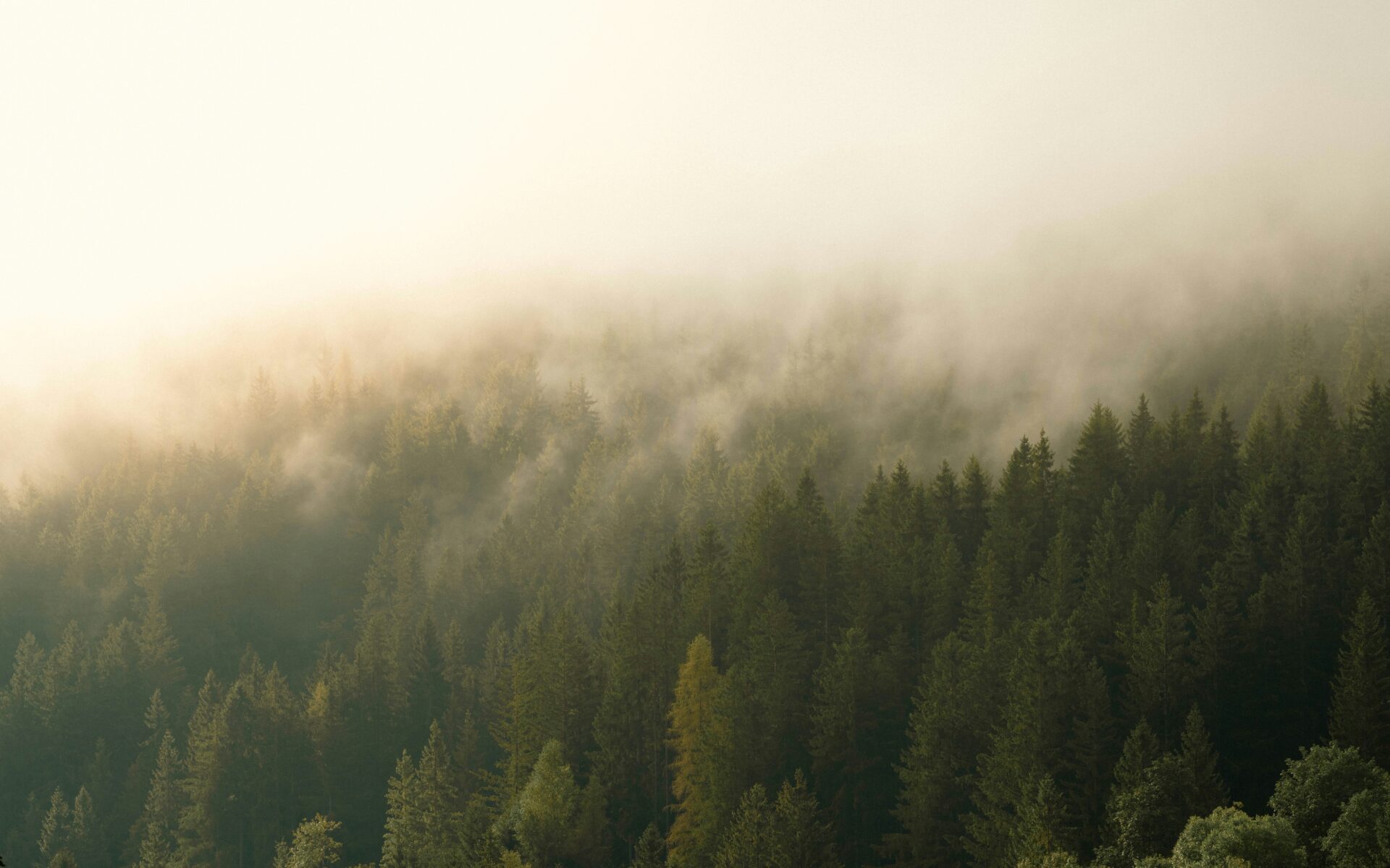 Forêt avec sapins