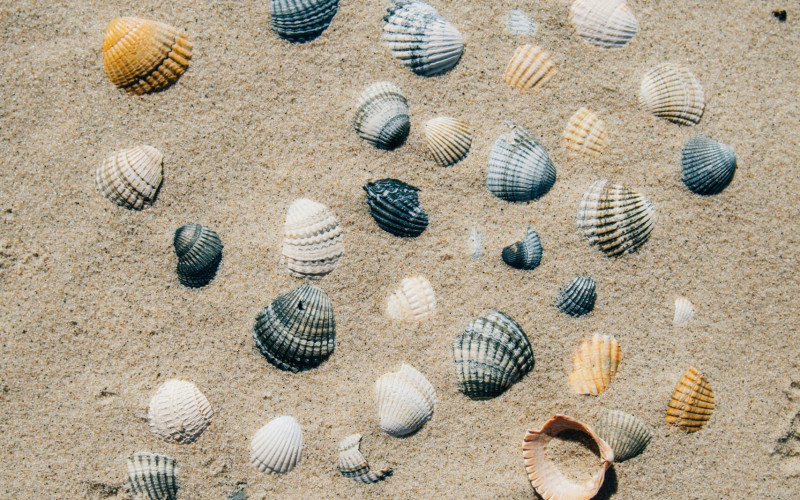 coquillages