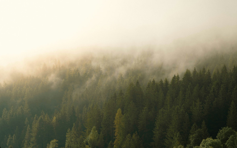 Forêt avec sapins